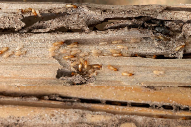 Best Exterminator Services  in Selma, CA